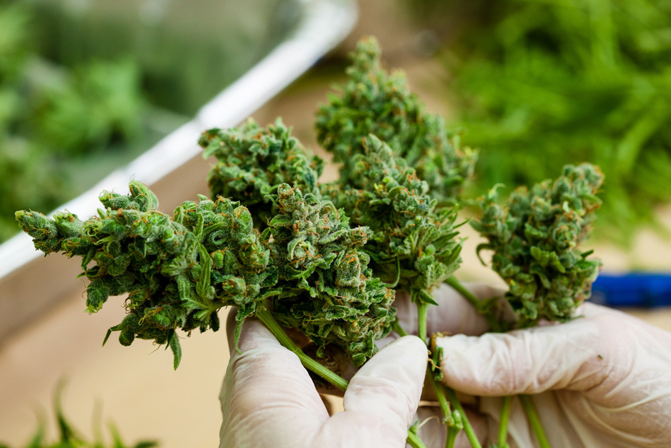 Explore Exotic Cannabis Genetics – Buy Weed Strains Europe Online at Euro Weed Clinic