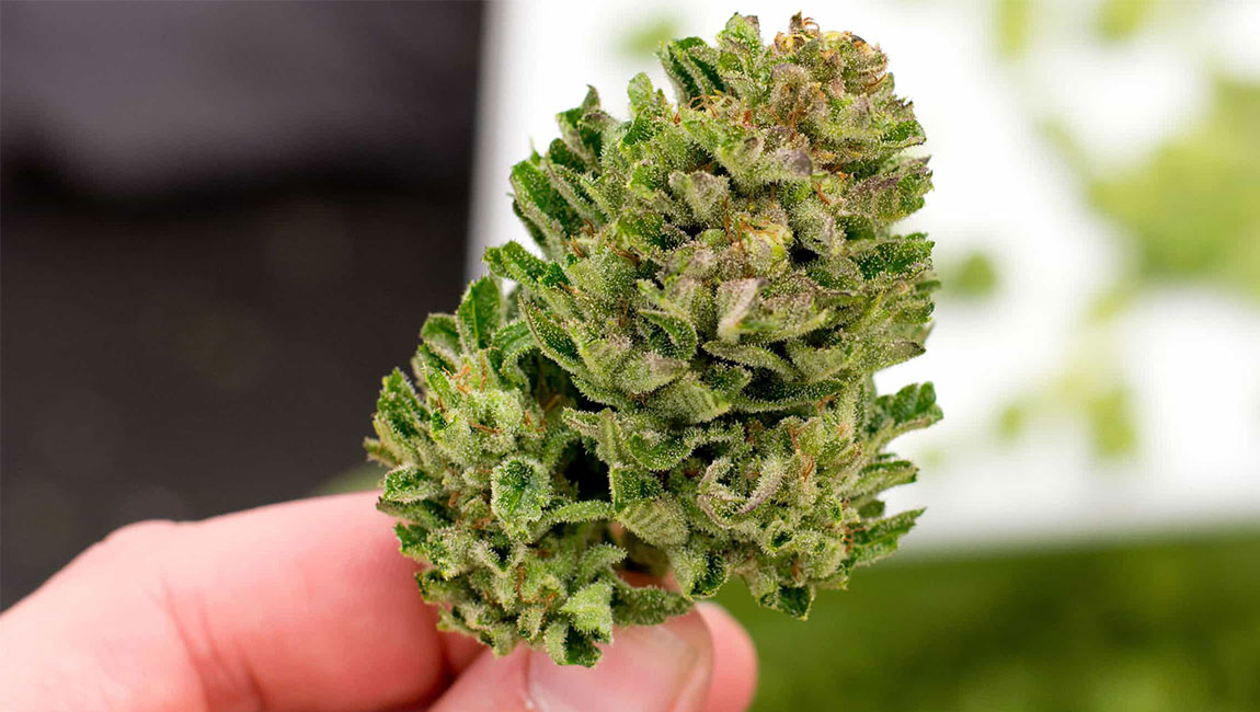 Discover CBD Kush Auto: Hand-Selected Quality from Green Leaf Store EU