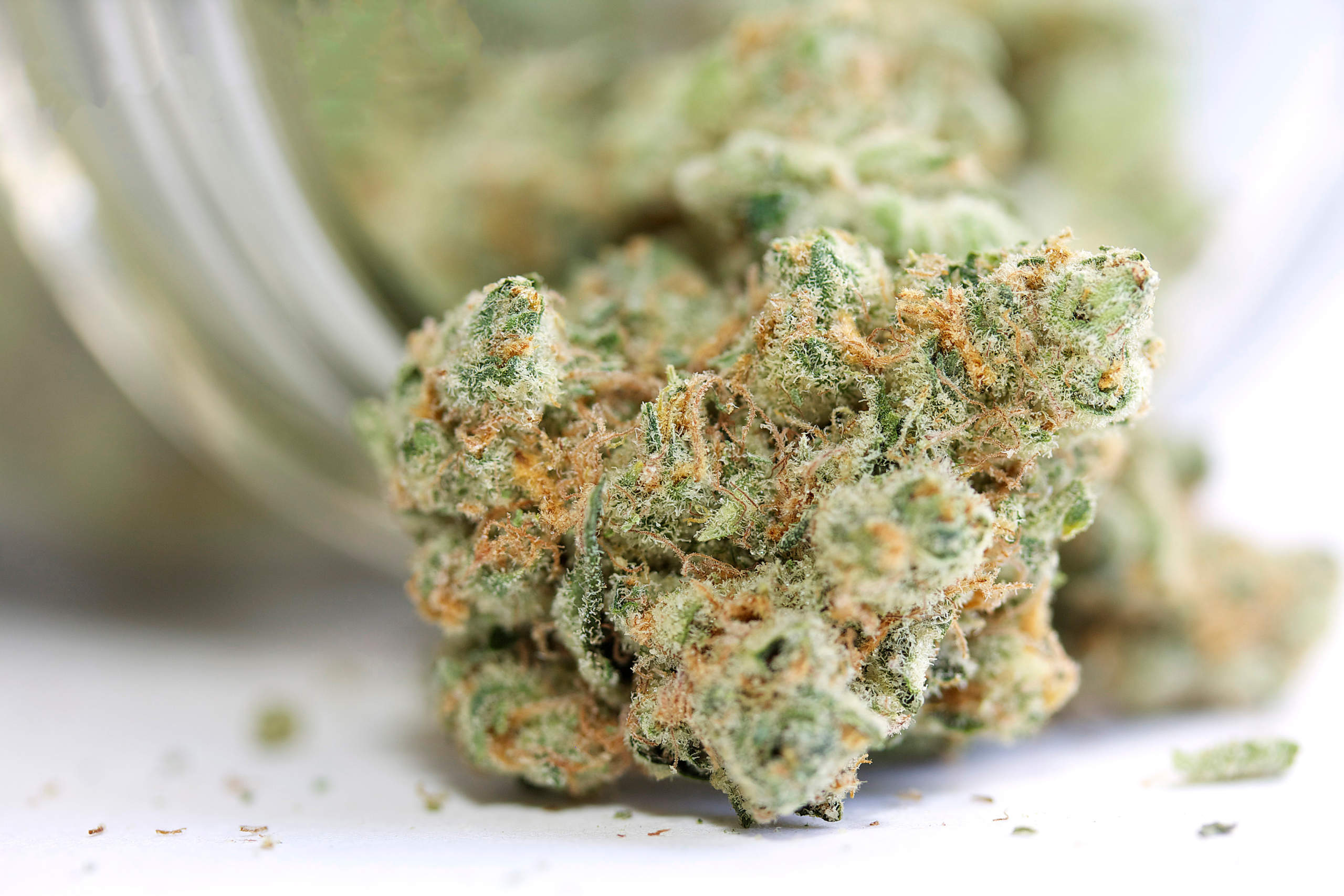 Bulk Cannabis Halifax Offers Top Indica, Sativa, and Hybrid Strains for Every Need