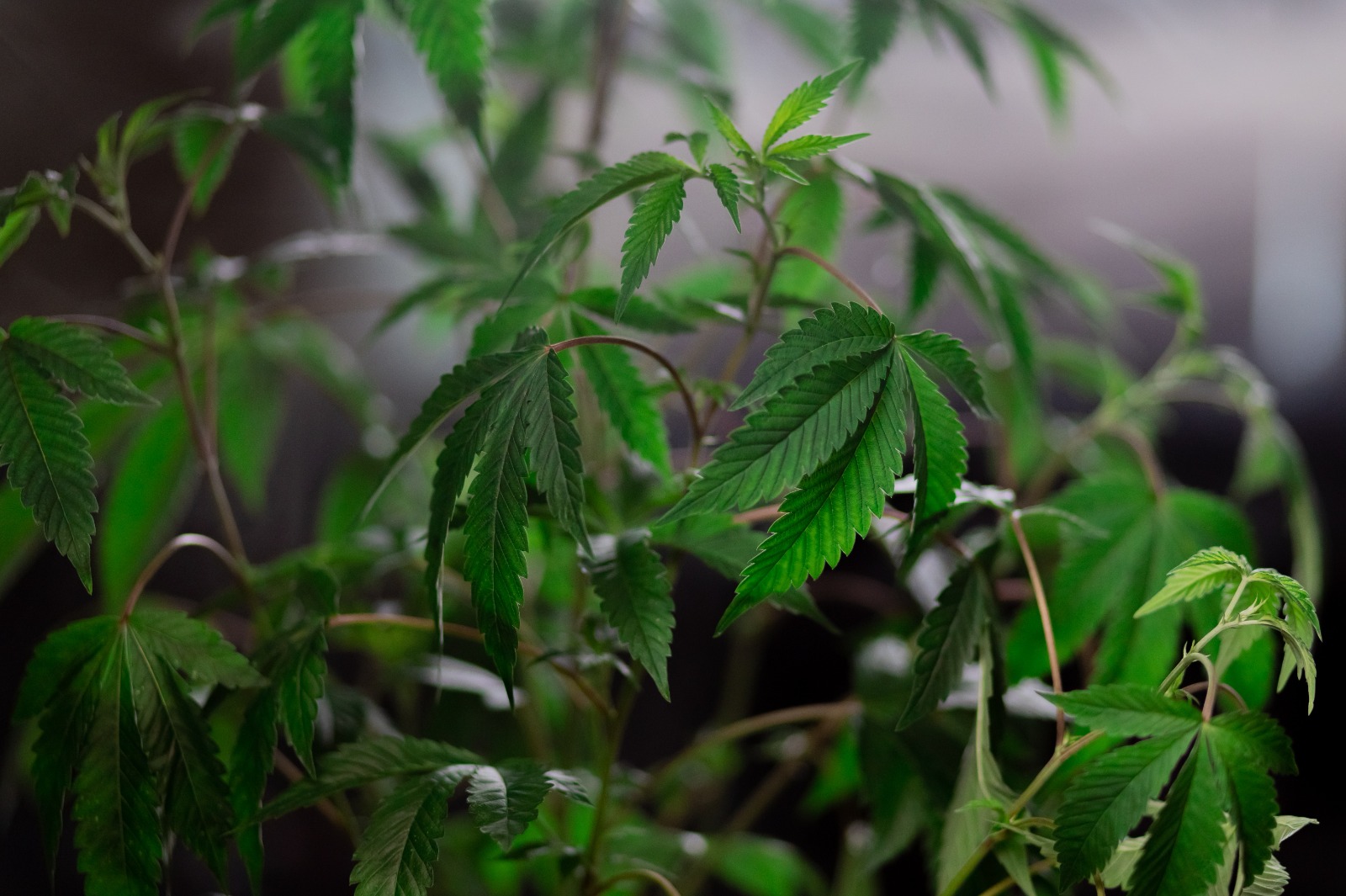 Buy Weed Strains Australia Online – Research on Online Strain Sales