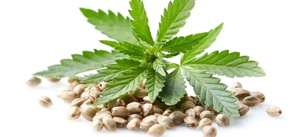 Buy Weed Strains Australia Online – Research on Online Strain Sales