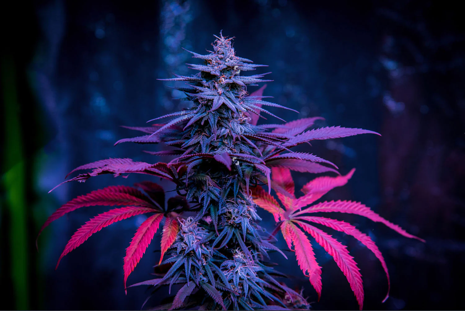 Understanding Cannabis Flower UK: Health, Science, and Law