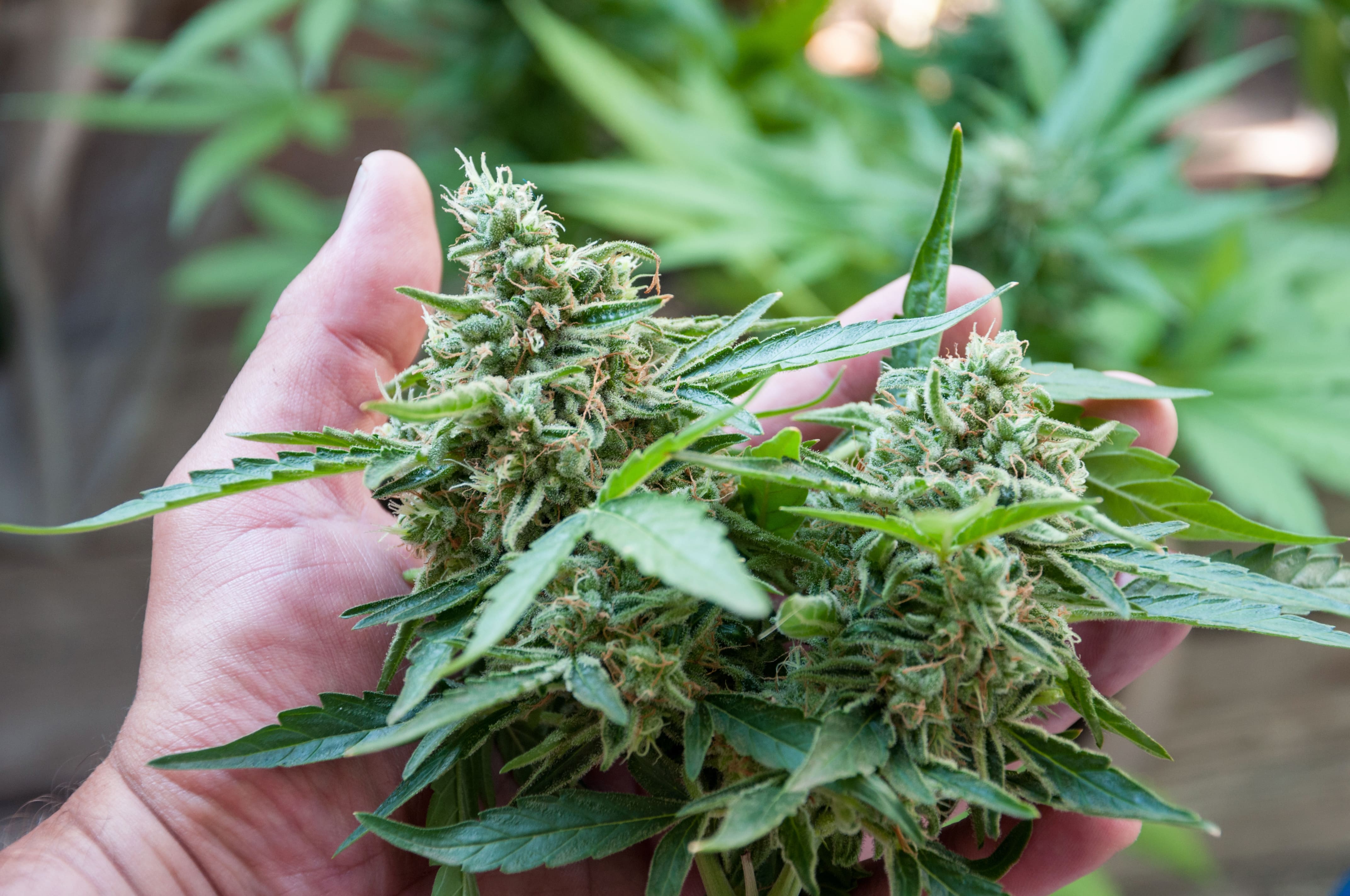 Explore Exotic Cannabis Genetics – Buy Weed Strains Europe Online at Euro Weed Clinic